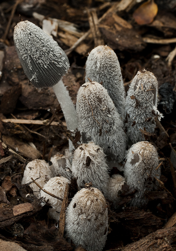 Coprinus lagopus